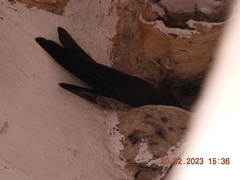 Aerodramus fuciphagus inexpectatus
