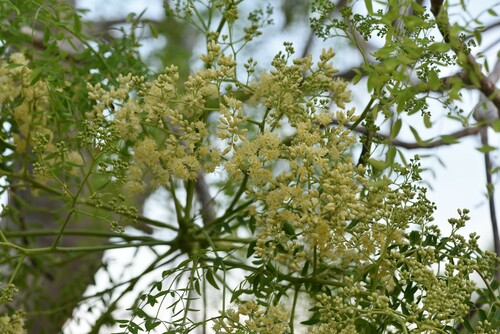 Moringa image