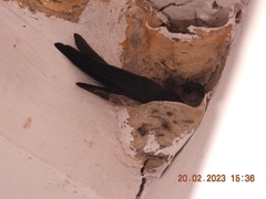 Aerodramus fuciphagus inexpectatus