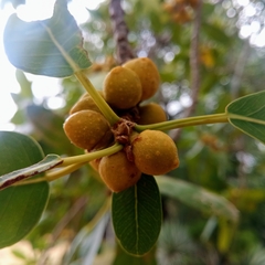 Ficus burkei