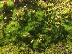 Crassula natans