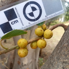 Ficus burkei