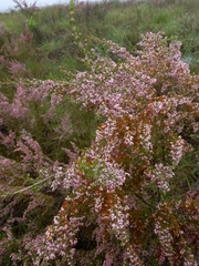 Erica nutans