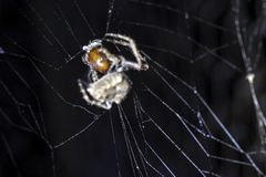 Socca pustulosa