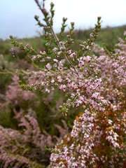 Erica nutans