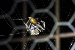 Socca pustulosa