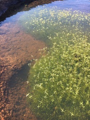 Crassula natans