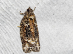 Thrincophora signigerana