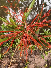 Aechmea blanchetiana