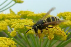 Dolichovespula sylvestris