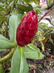 Costus spiralis