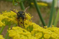 Dolichovespula sylvestris