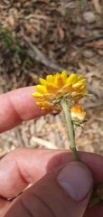 Xerochrysum viscosum