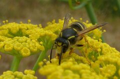 Dolichovespula sylvestris