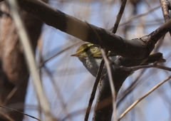 Phylloscopus proregulus