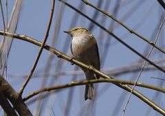 Phylloscopus proregulus