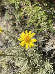 Senecio mairetianus