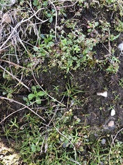 Sphaerocarpos texanus