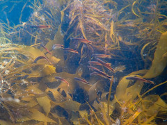 Trachinops caudimaculatus