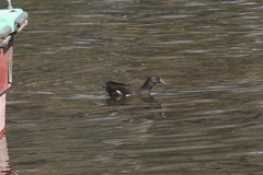 Gallinula chloropus