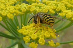Dolichovespula sylvestris