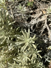 Senecio mairetianus