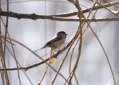 Aegithalos glaucogularis