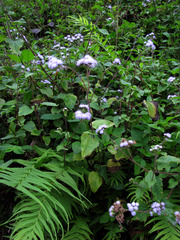 Praxelis clematidea