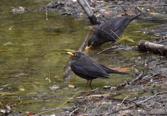 Turdus mandarinus