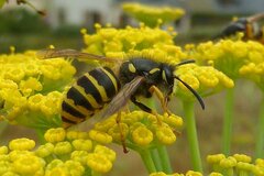 Dolichovespula sylvestris