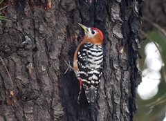 Dendrocopos hyperythrus