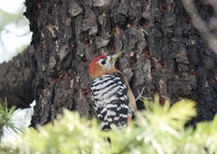 Dendrocopos hyperythrus