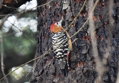 Dendrocopos hyperythrus