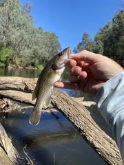 Maccullochella macquariensis