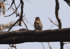 Fringilla montifringilla