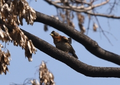 Fringilla montifringilla