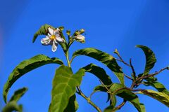 Solanum bonariense