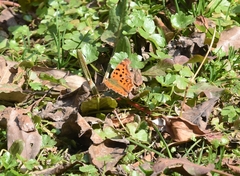 Polygonia c-aureum