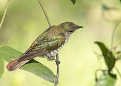 Chrysococcyx lucidus lucidus