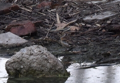 Fringilla montifringilla