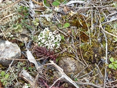 Cladonia foliacea