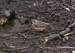 Turdus naumanni