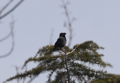 Acridotheres cristatellus