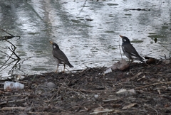 Spodiopsar cineraceus