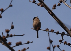 Aegithalos glaucogularis