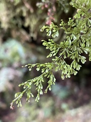 Hymenophyllum paniculiflorum