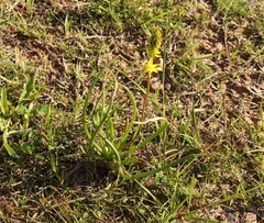 Bulbine frutescens