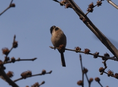 Aegithalos glaucogularis