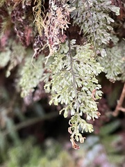 Hymenophyllum paniculiflorum