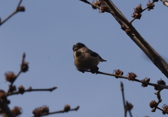 Aegithalos glaucogularis